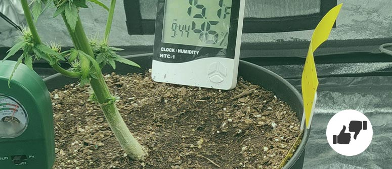 Photoperiod cannabis vs autoflowering cannabis